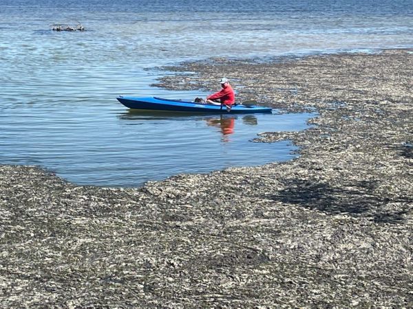 Lyngbya bloom clogging bays, ICW