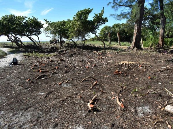 Cedar Avenue plant removals questioned and explained