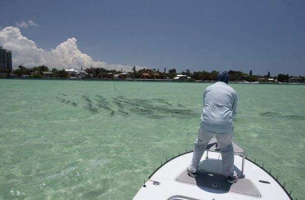 Tarpon primer: Part One