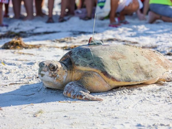 Sea turtle tagged at Coquina Beach