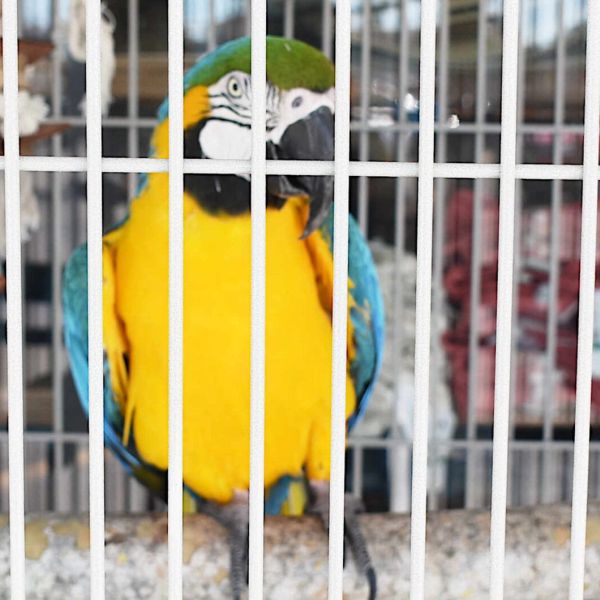 The birds are back in town