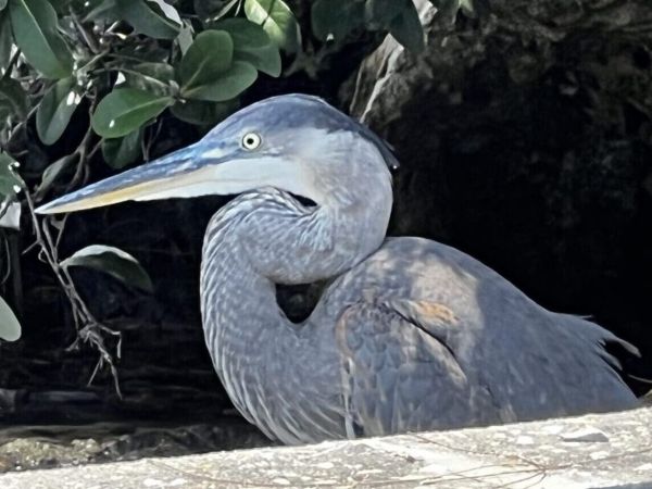 Bird nesting discovered in trees slated for woodchipper