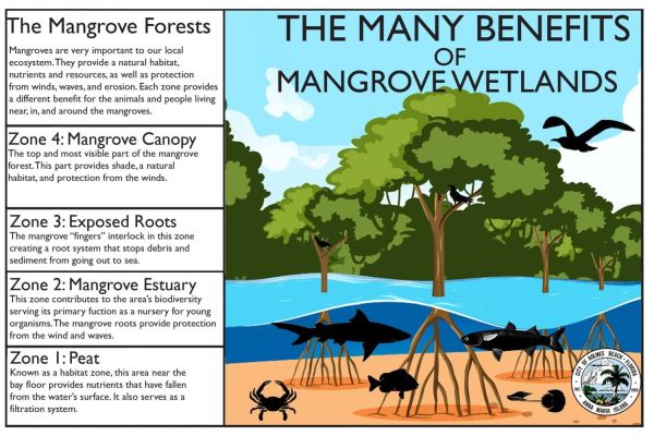Commissioners discuss eroding wetlands protections