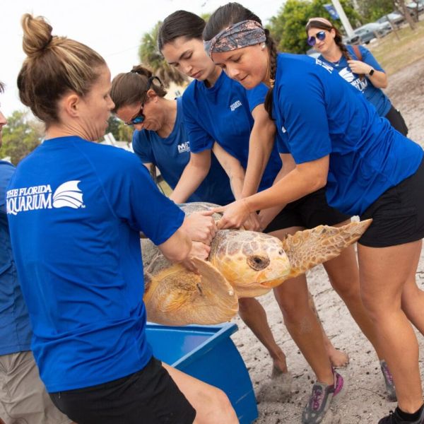 Loggerheads released after recovering from red tide