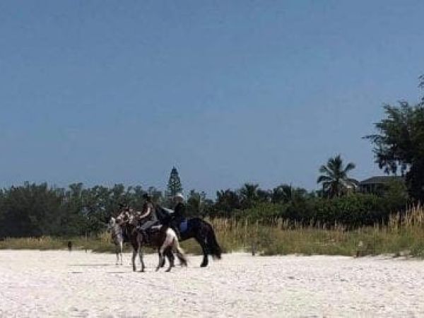 Horses not allowed on Gulf beaches