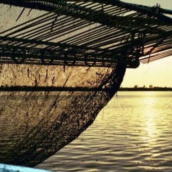 Cortez shrimp net - Cindy Lane | Sun