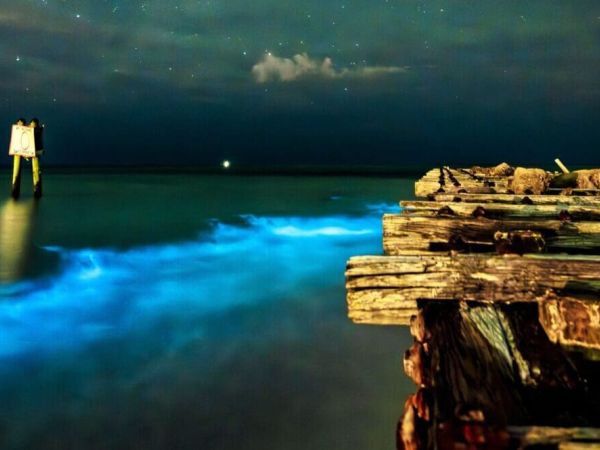 Bioluminescence dazzles AMI beachgoers
