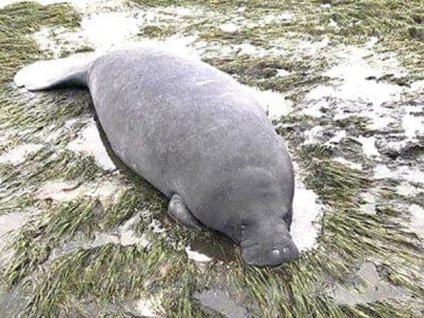 Manatee grounded by Irma