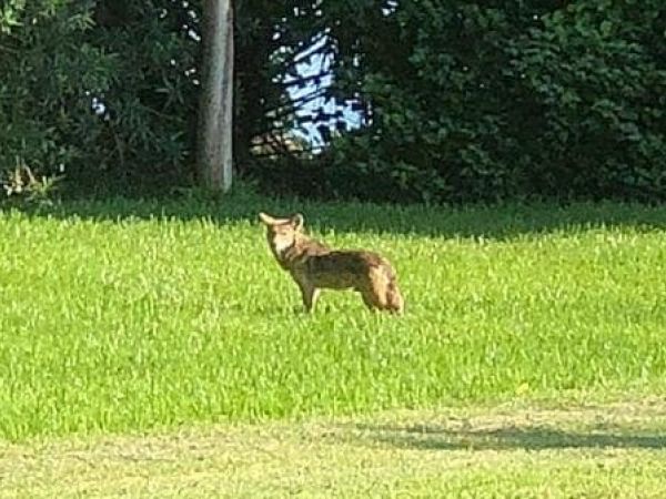 Holmes Beach coyotes Wooten