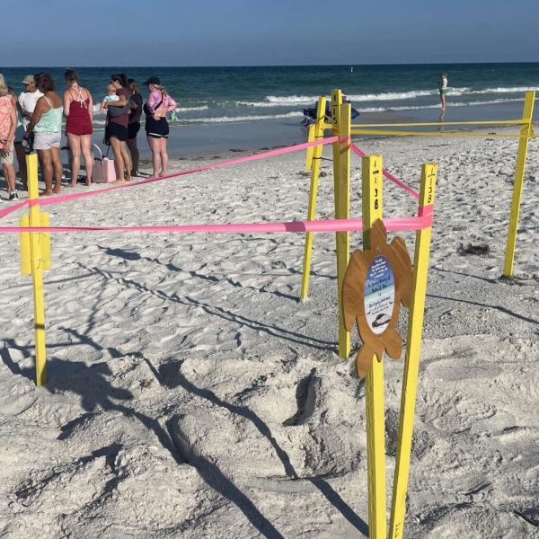 Sea turtle nesting season begins
