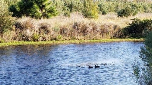 Ducks at Perico Preserve