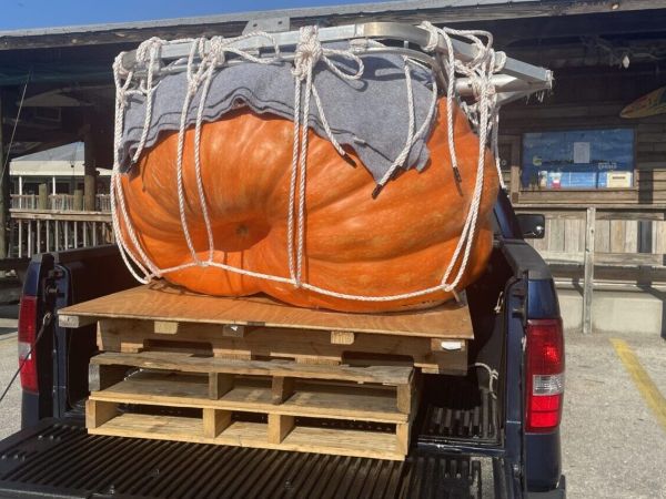 Cortezian breaks state record with backyard pumpkin