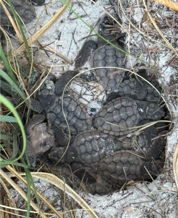 Despite tropical storm, Turtle Watch reports successful year