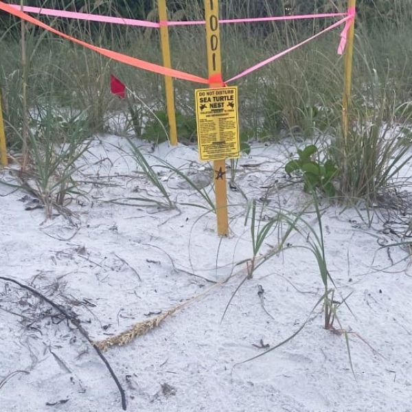 First turtle nests hatch on AMI