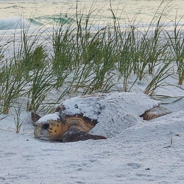 Sea turtle nesting season comes to an end