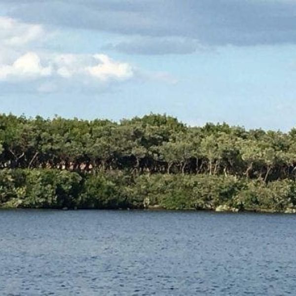 Long Bar Point mangroves