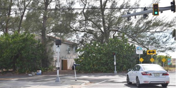 Property owners open to replacing Australian pines at city&rsquo;s expense