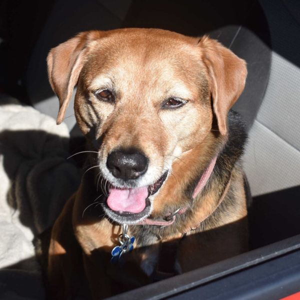 Prepare your pets for hurricanes