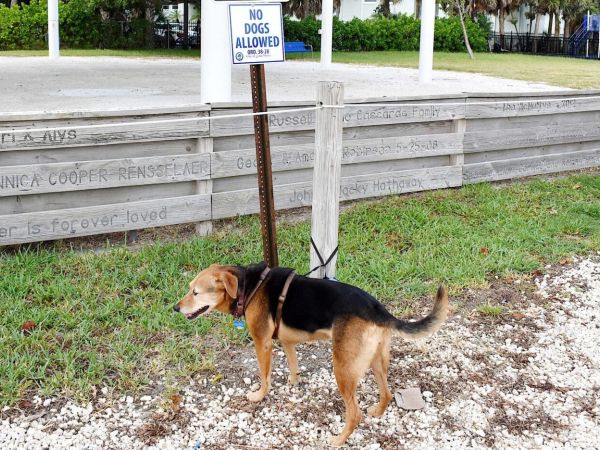 City Pier Park will soon be dog-friendly