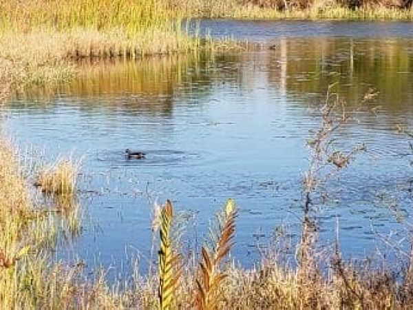 County addresses duck hunting complaints
