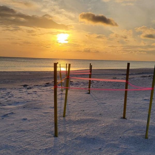Turtle Watch marked nests with GPS before Debby