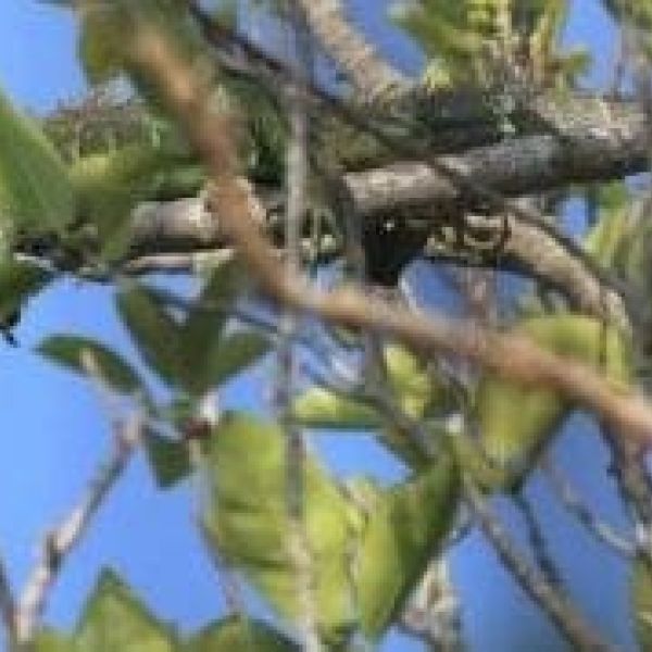 Leffis lizard to be relocated