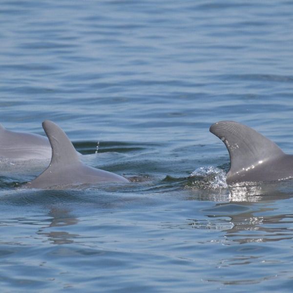 Piney Point pollution spreading, affecting dolphins