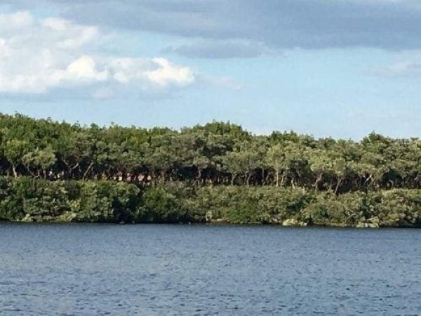 Long Bar Point mangroves