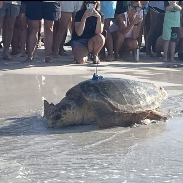 Sea Turtle Conservancy to release turtle
