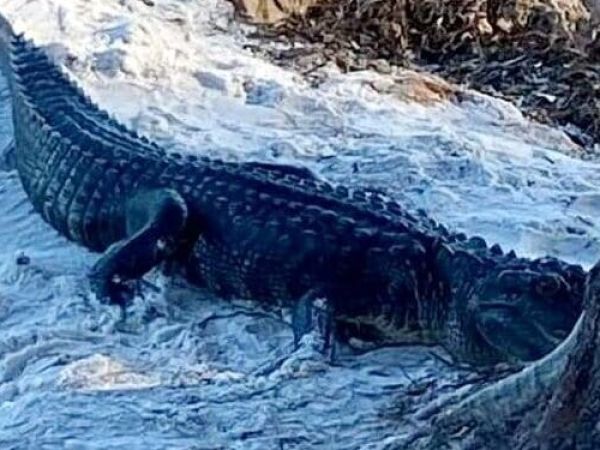Injured gator captured near Rod and Reel Pier