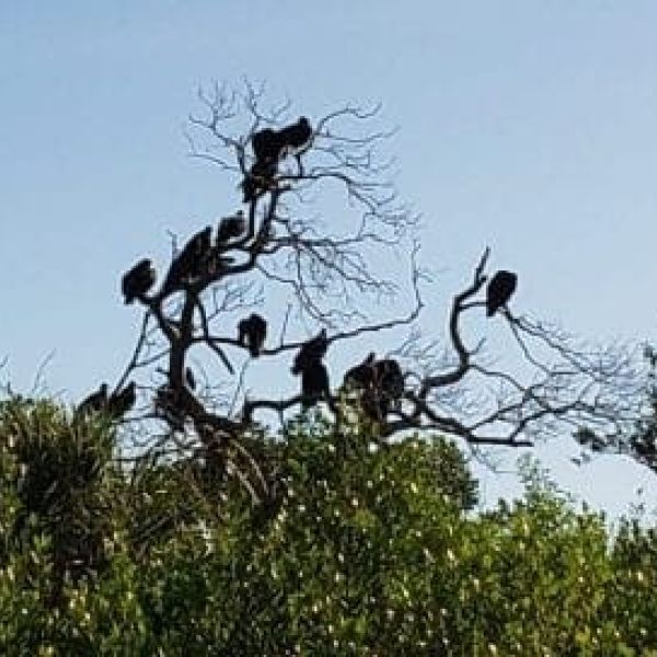 Turkey vultures