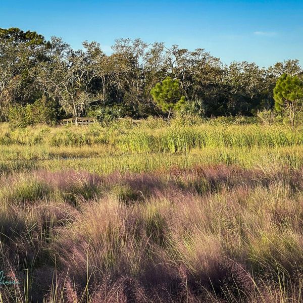 The making of Perico Preserve