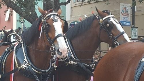 Budweiser Clydesdales