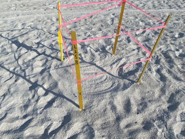 Sea turtle nests disturbed at Coquina Beach