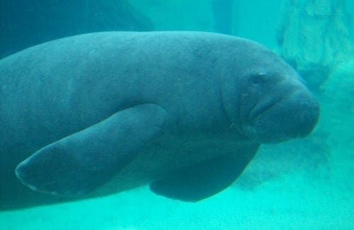 Manatee