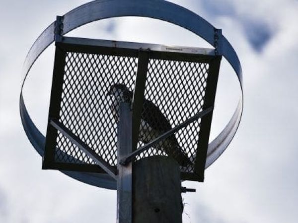 Displaced osprey gets a new home