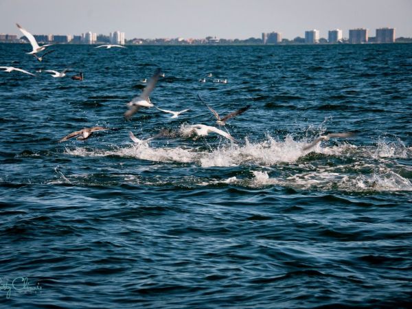 Reel Time: The magic of seabirds