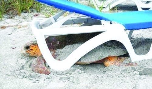 Turtle under chair