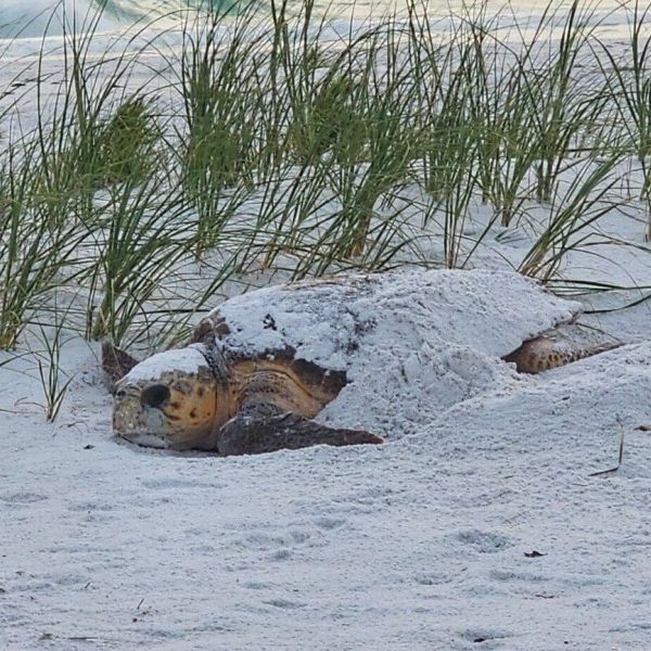 Turtle, bird nesting seasons in full swing