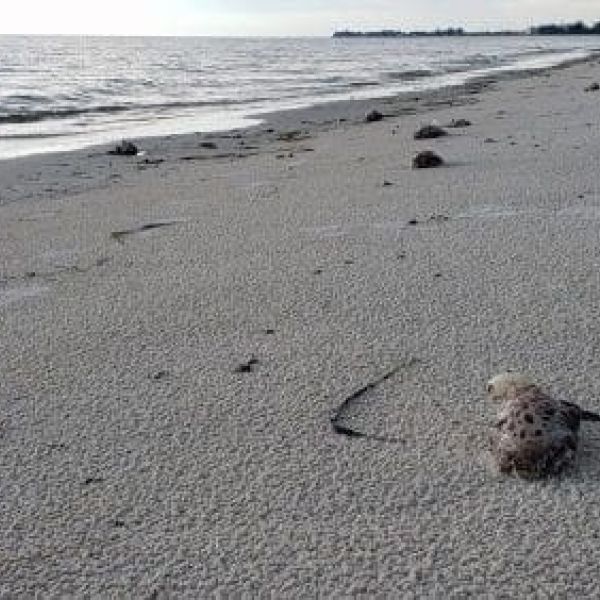 Red tide fish kill
