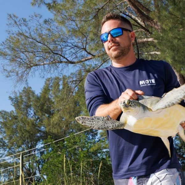 Green sea turtle released