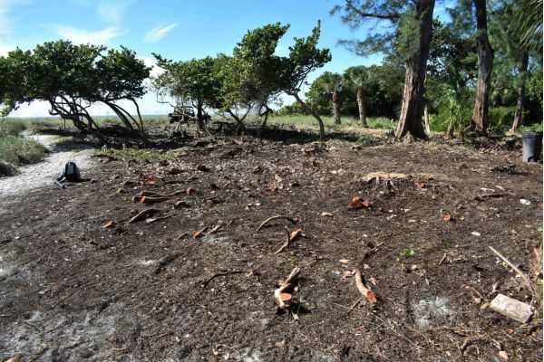 Cedar Avenue plant removals questioned and explained