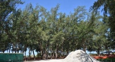 Proposed tree removals delayed