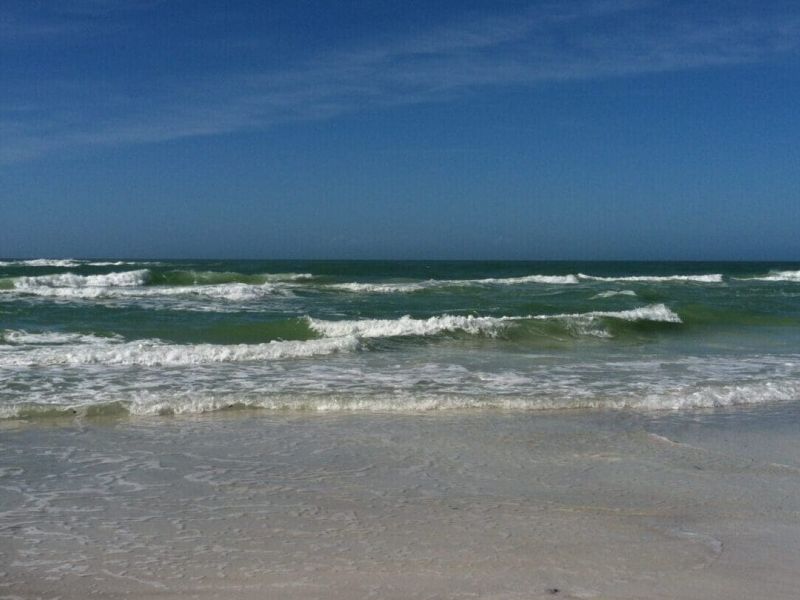 Red tide numbers high south of Manatee County