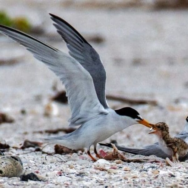 Good news: Least terns nesting on AMI