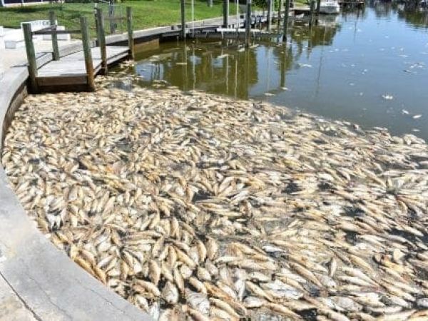 red tide canal cleanup