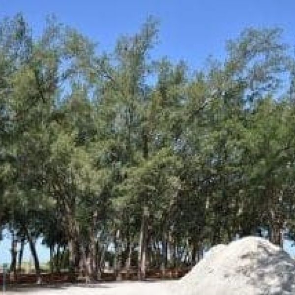 Proposed tree removals delayed