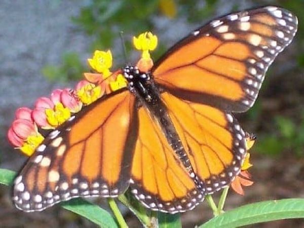 butterfly