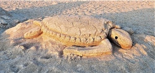 Turtle watch volunteers ready for season