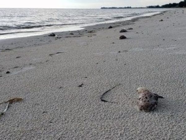 Red tide fish kill